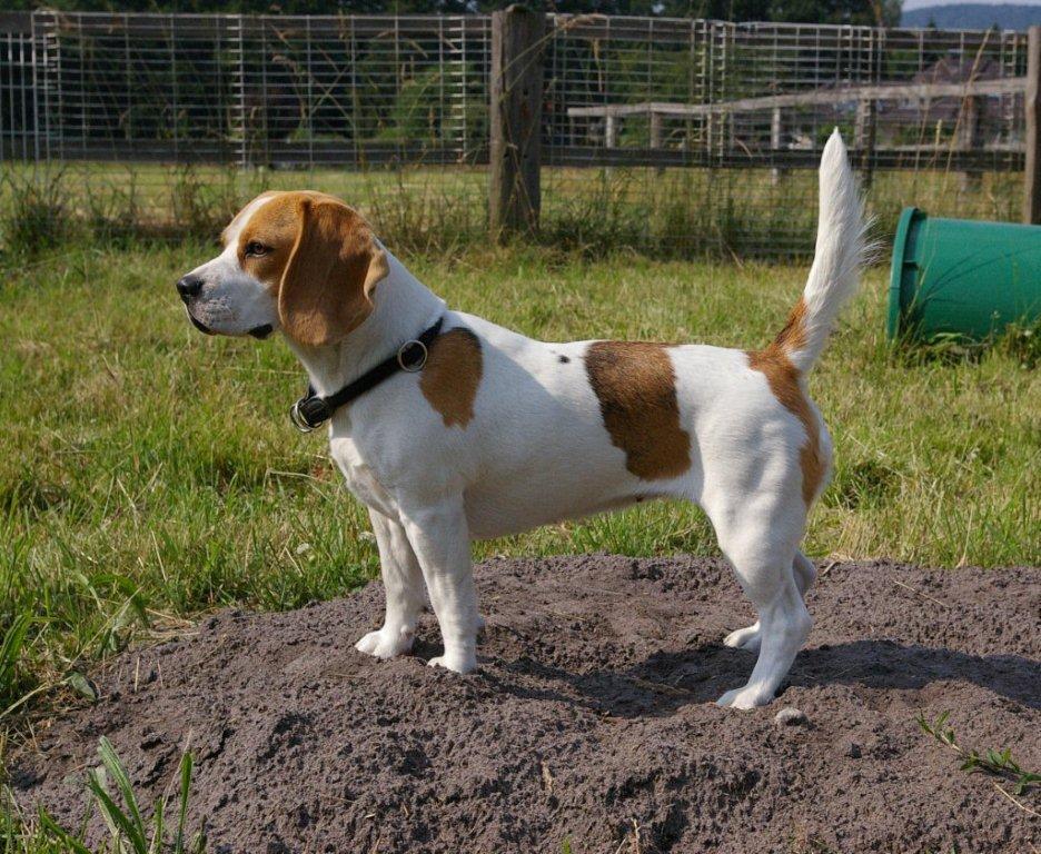 Beagle Olga in Bielefeld